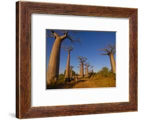 Ox Cart at the Avenue De Baobabs at Sunrise, Madagascar, Africa-null-Framed Photographic Print