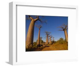 Ox Cart at the Avenue De Baobabs at Sunrise, Madagascar, Africa-null-Framed Photographic Print