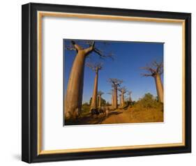 Ox Cart at the Avenue De Baobabs at Sunrise, Madagascar, Africa-null-Framed Photographic Print