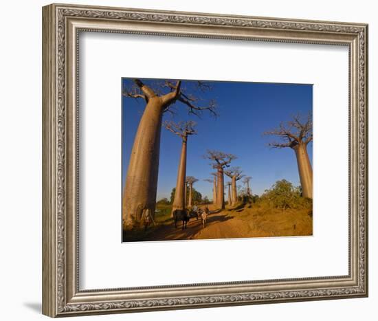 Ox Cart at the Avenue De Baobabs at Sunrise, Madagascar, Africa-null-Framed Photographic Print