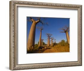 Ox Cart at the Avenue De Baobabs at Sunrise, Madagascar, Africa-null-Framed Photographic Print