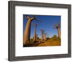 Ox Cart at the Avenue De Baobabs at Sunrise, Madagascar, Africa-null-Framed Photographic Print