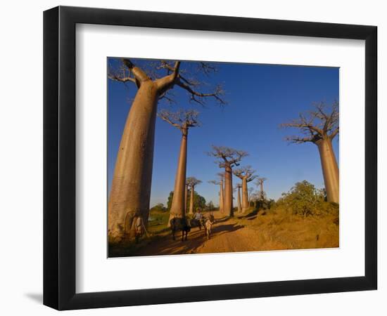 Ox Cart at the Avenue De Baobabs at Sunrise, Madagascar, Africa-null-Framed Photographic Print