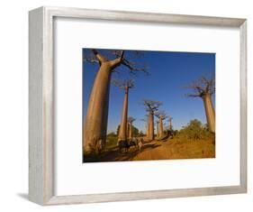 Ox Cart at the Avenue De Baobabs at Sunrise, Madagascar, Africa-null-Framed Photographic Print