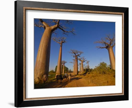 Ox Cart at the Avenue De Baobabs at Sunrise, Madagascar, Africa-null-Framed Photographic Print