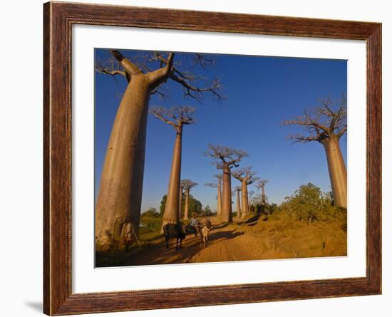 Ox Cart at the Avenue De Baobabs at Sunrise, Madagascar, Africa-null-Framed Photographic Print