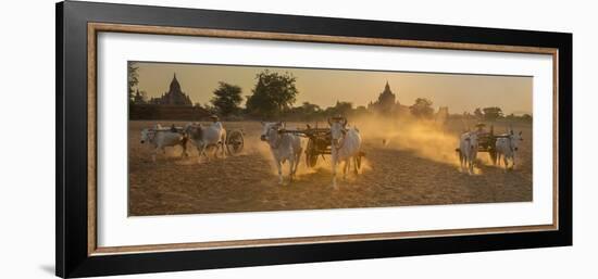 Ox carts at work on a farm in Bagan, Myanmar-Art Wolfe-Framed Photographic Print