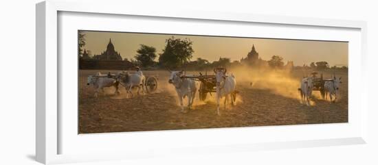 Ox carts at work on a farm in Bagan, Myanmar-Art Wolfe-Framed Photographic Print