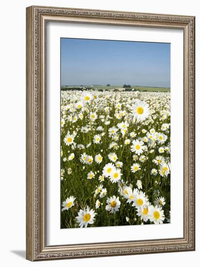 Ox-Eye Daisies-null-Framed Photographic Print