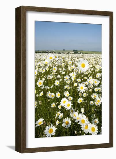 Ox-Eye Daisies-null-Framed Photographic Print