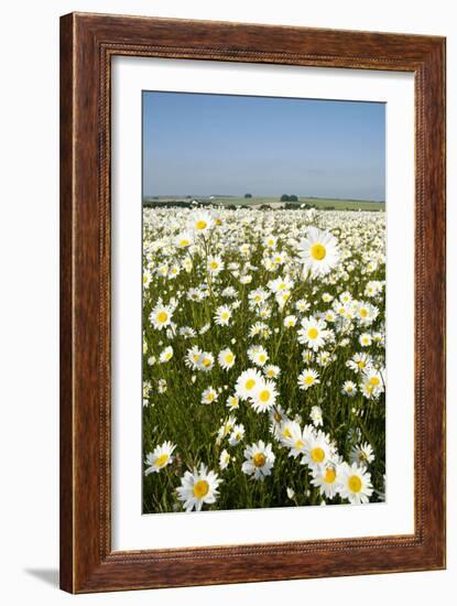 Ox-Eye Daisies-null-Framed Photographic Print