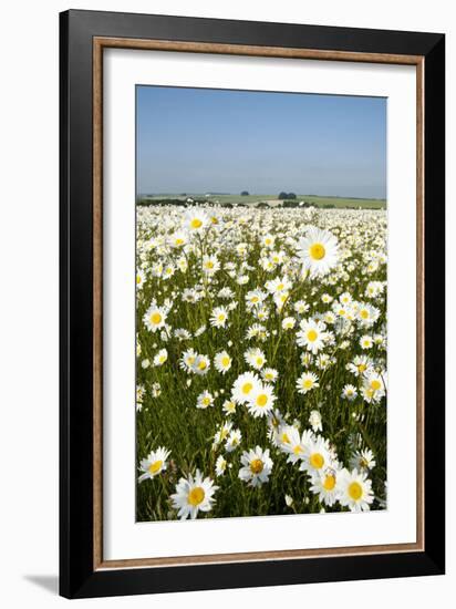 Ox-Eye Daisies-null-Framed Photographic Print