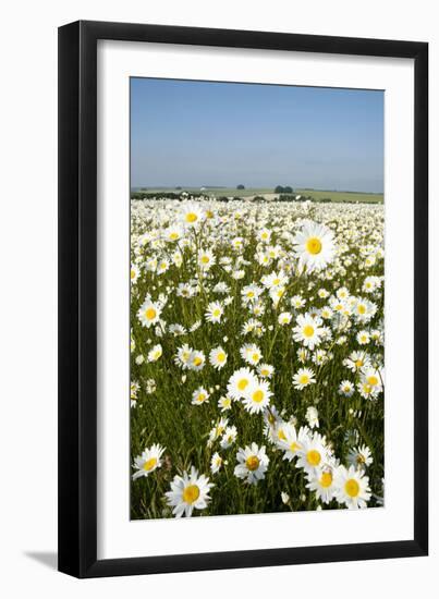 Ox-Eye Daisies-null-Framed Photographic Print