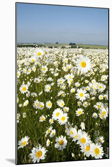 Ox-Eye Daisies-null-Mounted Photographic Print