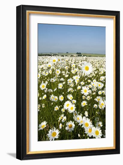 Ox-Eye Daisies-null-Framed Photographic Print