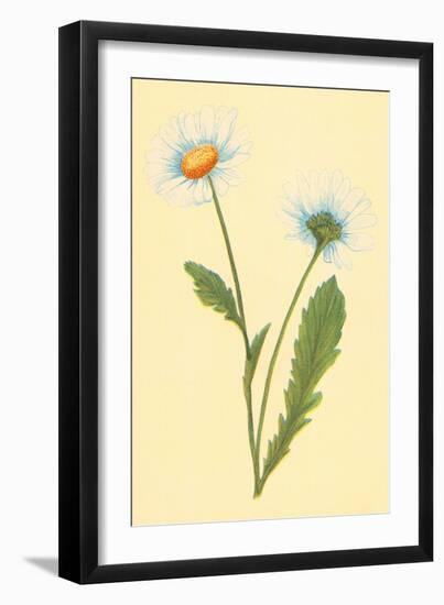 Ox Eye Daisy with Whiteweed-null-Framed Art Print