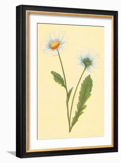 Ox Eye Daisy with Whiteweed-null-Framed Art Print