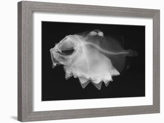 Ox-Eyed Oreo-Sandra J. Raredon-Framed Art Print