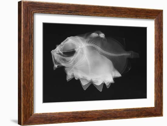 Ox-Eyed Oreo-Sandra J. Raredon-Framed Art Print