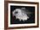 Ox-Eyed Oreo-Sandra J. Raredon-Framed Art Print