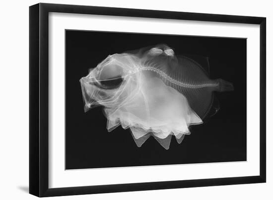 Ox-Eyed Oreo-Sandra J. Raredon-Framed Art Print