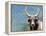 Ox Looking at the Camera. Long Horned Ox-Anderson Matos-Framed Premier Image Canvas