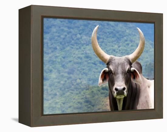 Ox Looking at the Camera. Long Horned Ox-Anderson Matos-Framed Premier Image Canvas