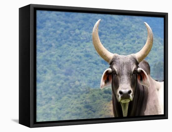 Ox Looking at the Camera. Long Horned Ox-Anderson Matos-Framed Premier Image Canvas