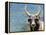 Ox Looking at the Camera. Long Horned Ox-Anderson Matos-Framed Premier Image Canvas