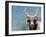 Ox Looking at the Camera. Long Horned Ox-Anderson Matos-Framed Photographic Print