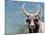 Ox Looking at the Camera. Long Horned Ox-Anderson Matos-Mounted Photographic Print