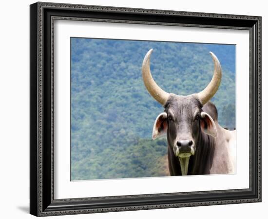 Ox Looking at the Camera. Long Horned Ox-Anderson Matos-Framed Photographic Print