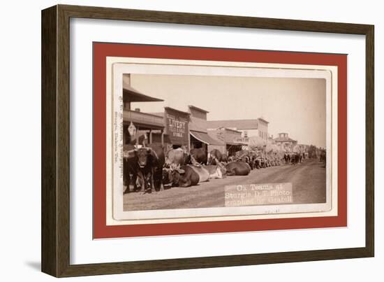 Ox Teams at Sturgis, D.T. [I.E. Dakota Territory]-John C. H. Grabill-Framed Giclee Print