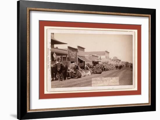 Ox Teams at Sturgis, D.T. [I.E. Dakota Territory]-John C. H. Grabill-Framed Giclee Print