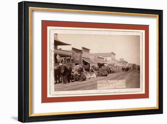 Ox Teams at Sturgis, D.T. [I.E. Dakota Territory]-John C. H. Grabill-Framed Giclee Print