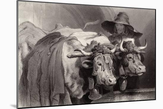 Oxen at the Tank, Geneva, Switzerland-Edwin Henry Landseer-Mounted Giclee Print