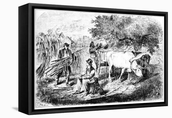Oxen Hauling Corn, 19th Century-Edwin Forbes-Framed Premier Image Canvas