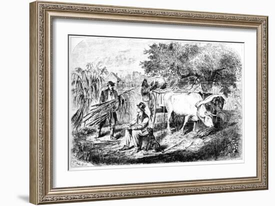 Oxen Hauling Corn, 19th Century-Edwin Forbes-Framed Giclee Print