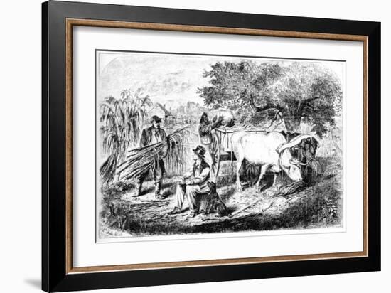 Oxen Hauling Corn, 19th Century-Edwin Forbes-Framed Giclee Print