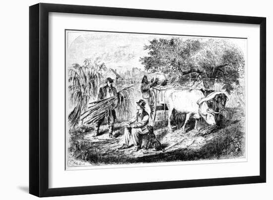 Oxen Hauling Corn, 19th Century-Edwin Forbes-Framed Giclee Print