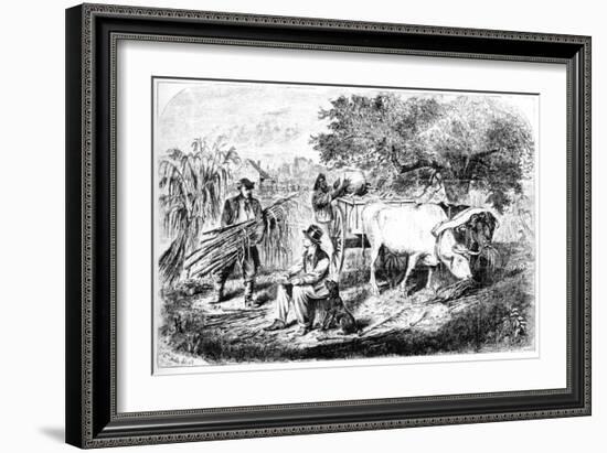 Oxen Hauling Corn, 19th Century-Edwin Forbes-Framed Giclee Print