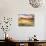 Oxeye Daises, Oak Tree, Palouse, Washington State, USA-Stuart Westmorland-Photographic Print displayed on a wall
