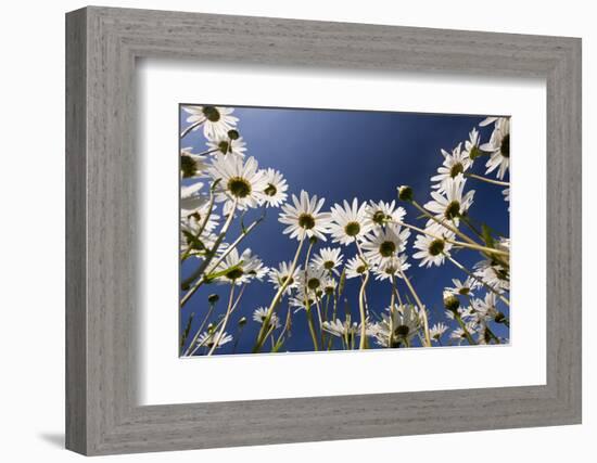 Oxeye daisies low angle shot, Tamar Lakes, Cornwall, UK-Ross Hoddinott-Framed Photographic Print