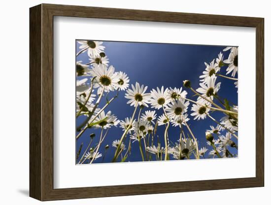 Oxeye daisies low angle shot, Tamar Lakes, Cornwall, UK-Ross Hoddinott-Framed Photographic Print