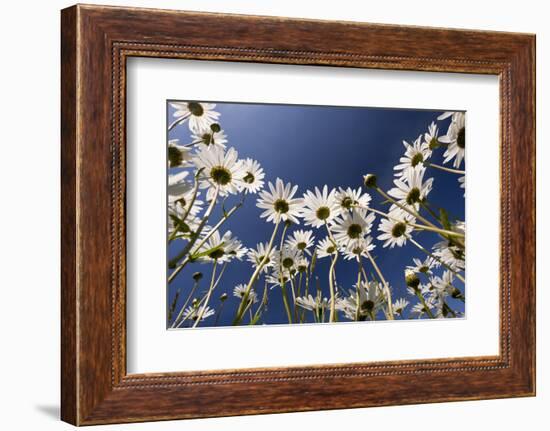 Oxeye daisies low angle shot, Tamar Lakes, Cornwall, UK-Ross Hoddinott-Framed Photographic Print