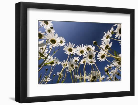 Oxeye daisies low angle shot, Tamar Lakes, Cornwall, UK-Ross Hoddinott-Framed Photographic Print