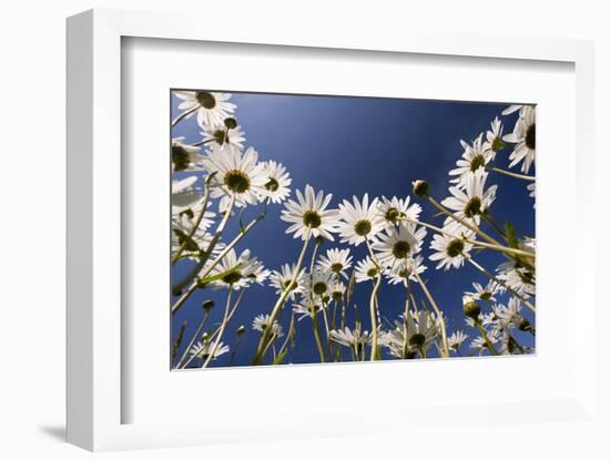 Oxeye daisies low angle shot, Tamar Lakes, Cornwall, UK-Ross Hoddinott-Framed Photographic Print