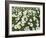 Oxeye Daisies-Chuck Haney-Framed Photographic Print