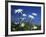 Oxeye Daisies-null-Framed Photographic Print