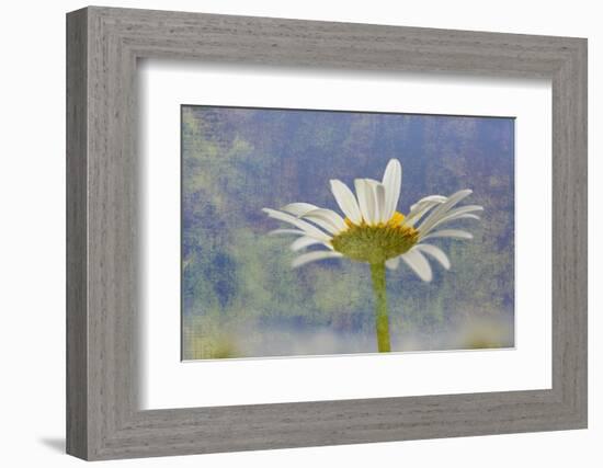 Oxeye Daisy Composite with Textured Background-Adam Jones-Framed Photographic Print